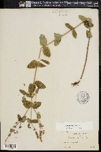 Mentha suaveolens image