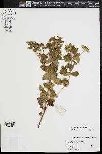 Mentha suaveolens image