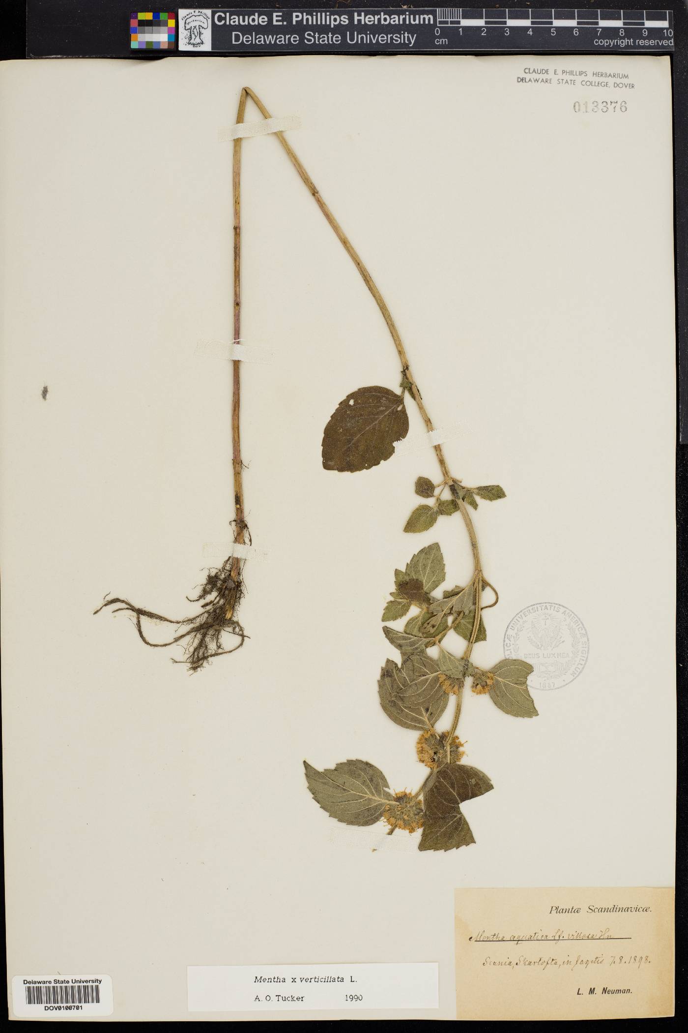 Mentha x verticillata image