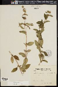 Mentha x verticillata image