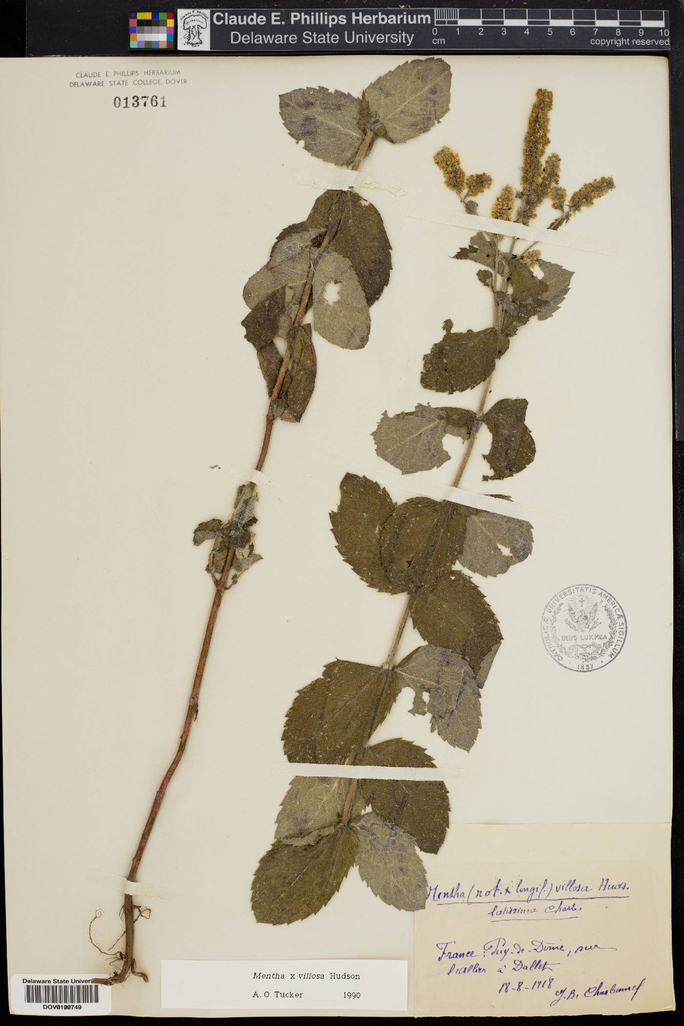 Mentha × villosa image
