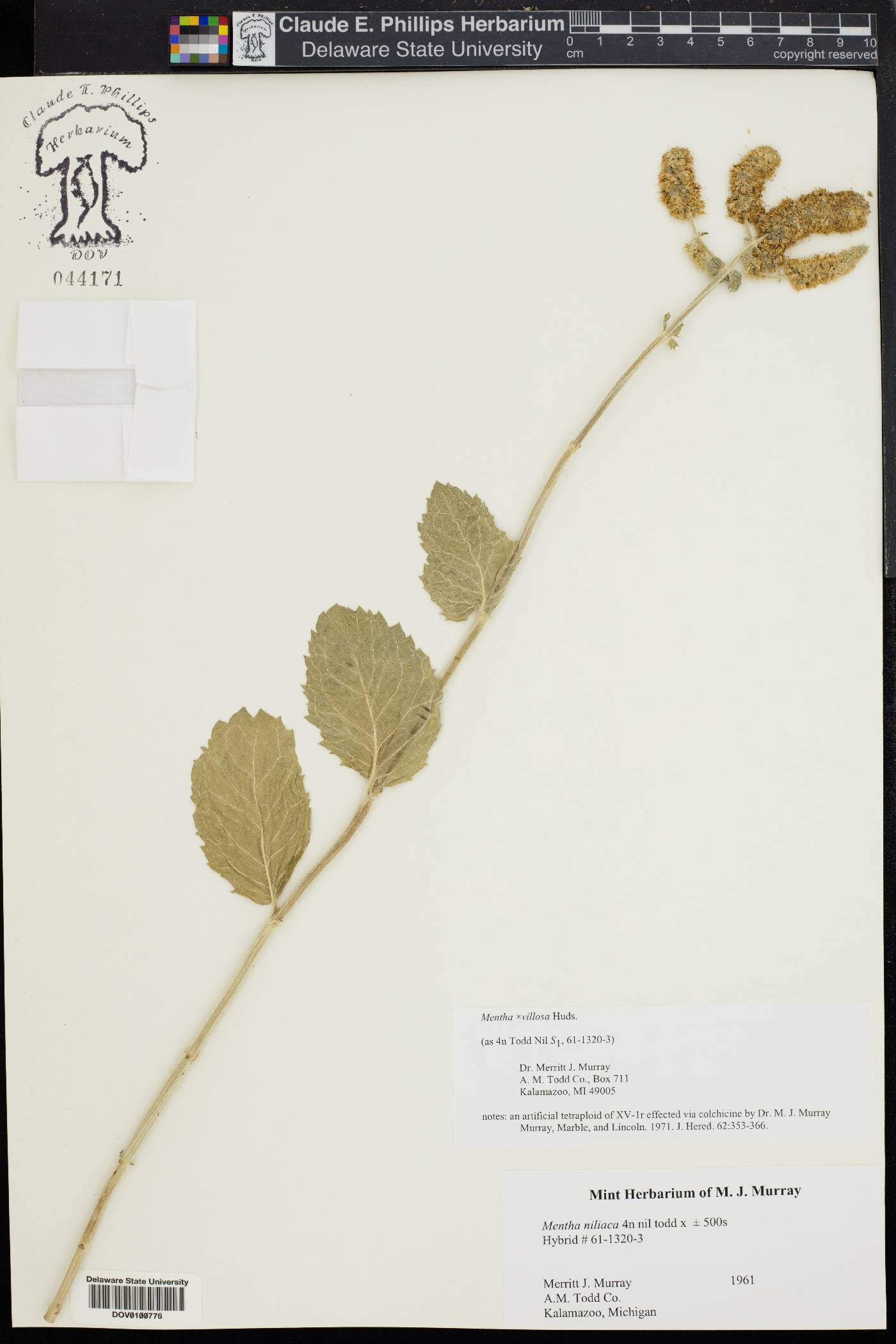 Mentha × villosa image