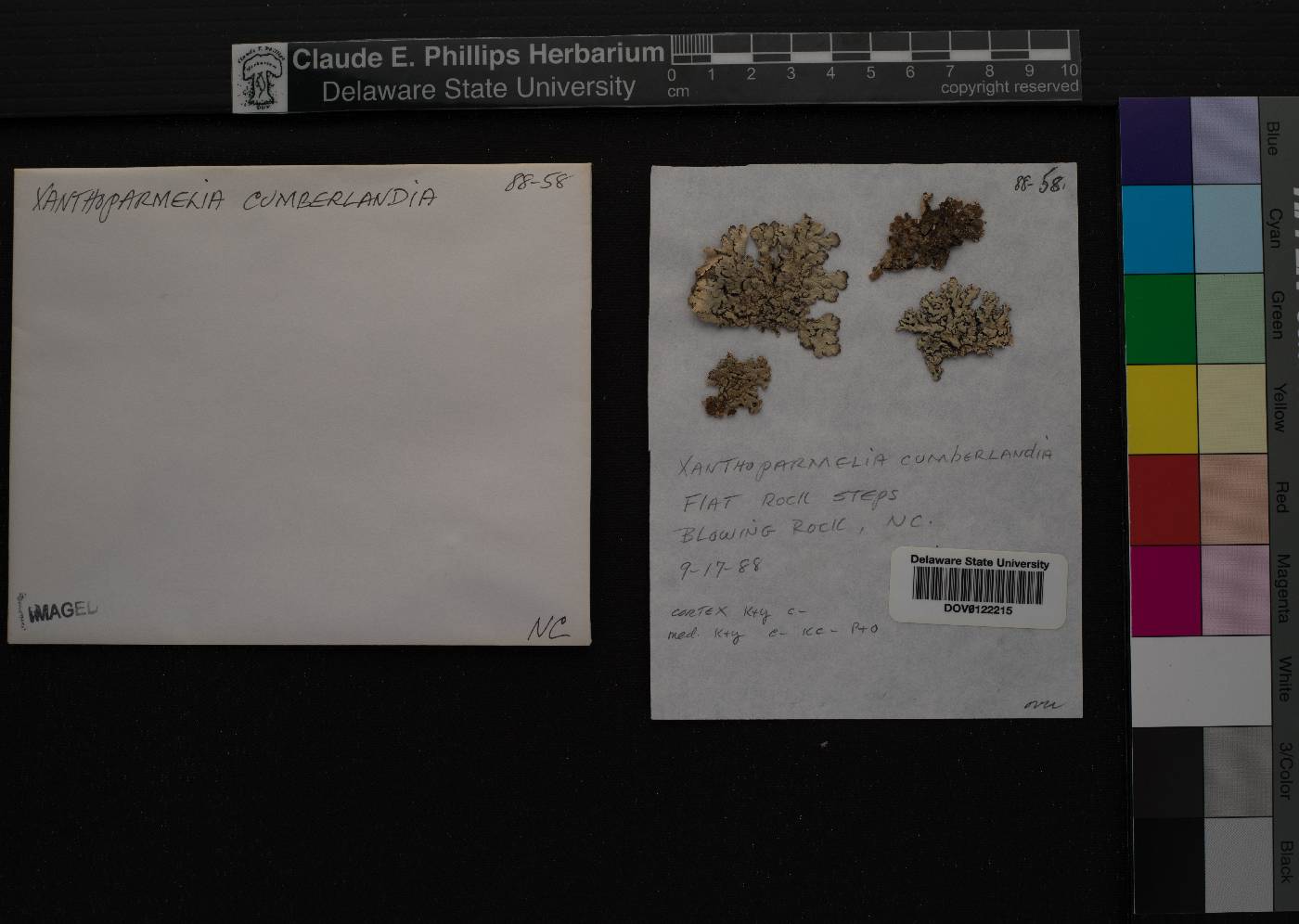 Xanthoparmelia cumberlandia image