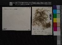 Usnea rubicunda image