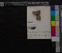 Media resource of Acarospora schleicheri