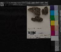 Aspicilia cinerea image