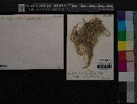 Usnea subfloridana image