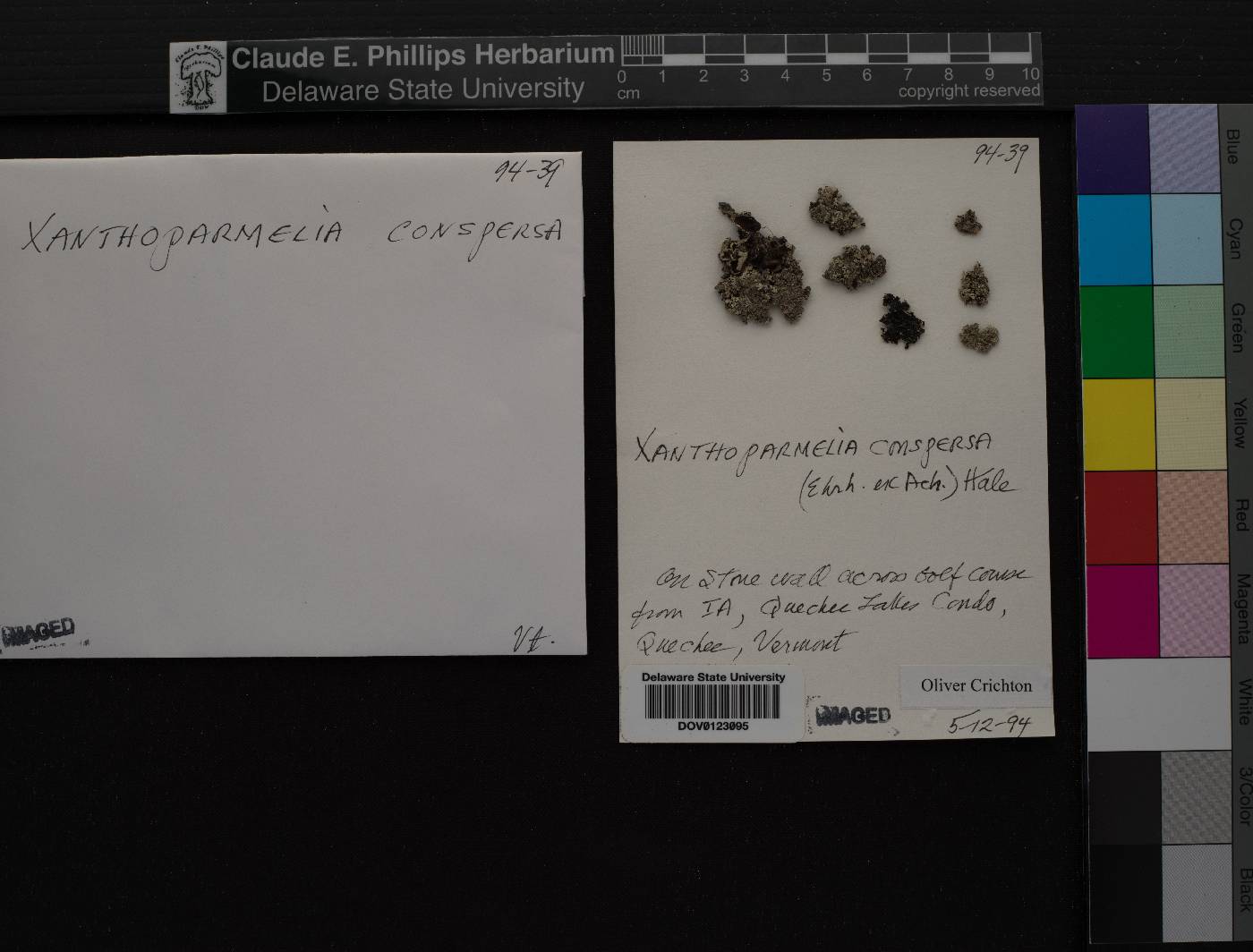 Xanthoparmelia conspersa image