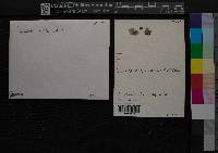 Pyxine albovirens image