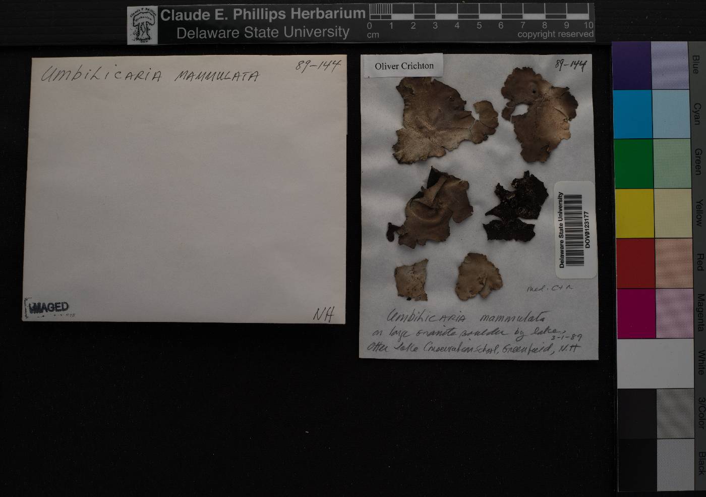 Umbilicaria mammulata image
