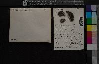 Physcia subtilis image