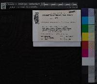 Media resource of Acroporium capillarisetum