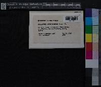 Media resource of Acroporium hermaphroditum