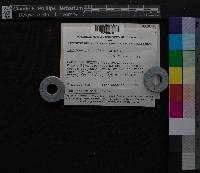 Media resource of Acroporium lamprophyllum