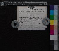 Media resource of Acroporium rufum