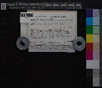 Media resource of Acroporium pungens