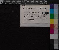 Atrichum crispum image