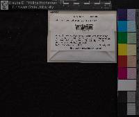 Atrichum oerstedianum image