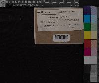 Atrichum undulatum image