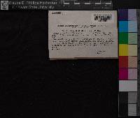 Atrichum undulatum image