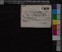 Atrichum undulatum image