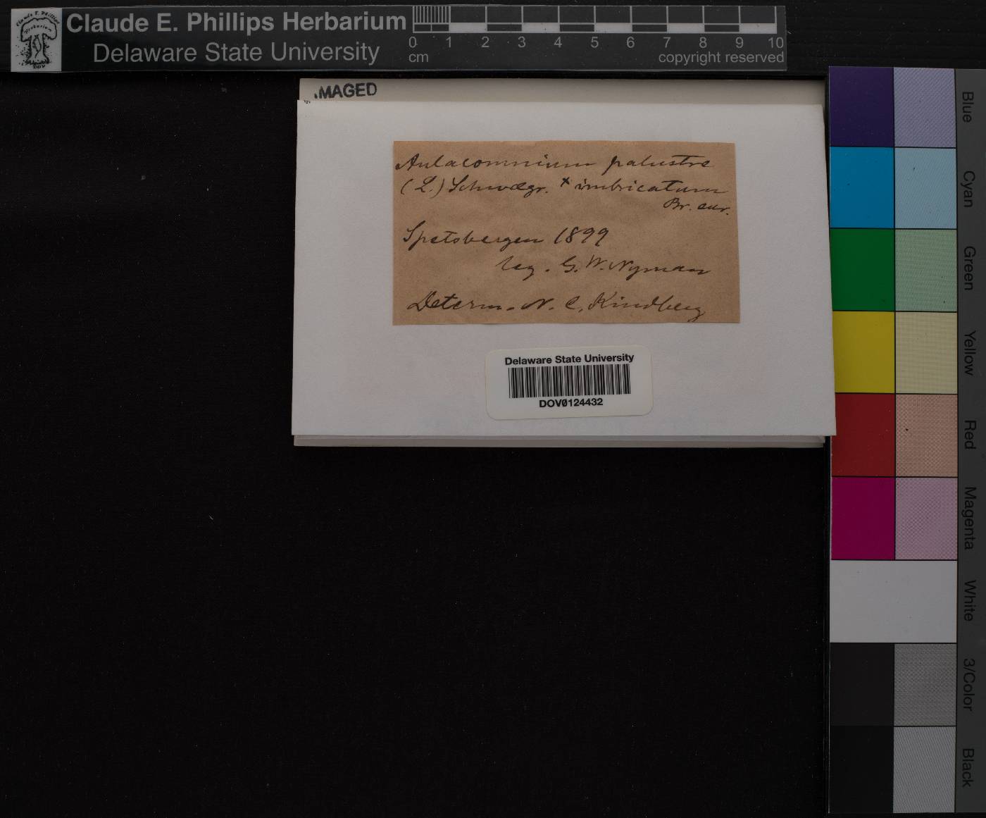 Aulacomnium image