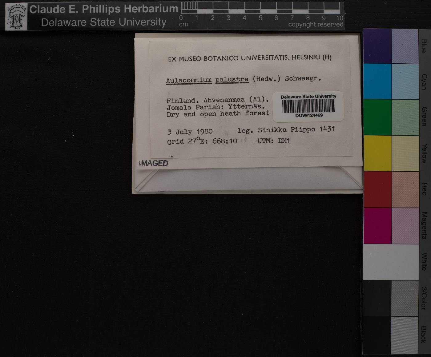 Aulacomnium palustre image