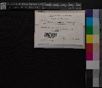 Media resource of Barbula australasiae