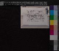 Barbula fallax image