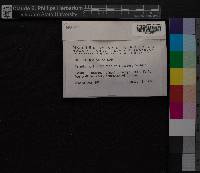 Barbula fallax image