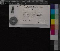 Brachythecium plumosum image