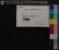 Brachythecium rutabulum image