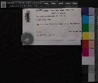 Media resource of Brachythecium stereopoma