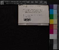 Media resource of Brachythecium washingtonianum