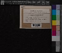 Media resource of Calypogeia integristipula
