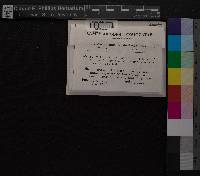 Media resource of Campylopus oerstedianus