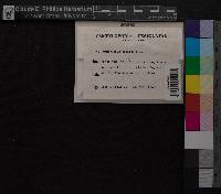 Campylopus pilifer image