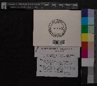 Media resource of Campylopus pyriformis