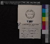 Media resource of Campylopus savannarum
