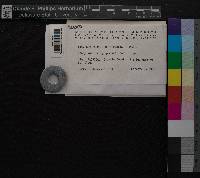 Campylopus surinamensis image