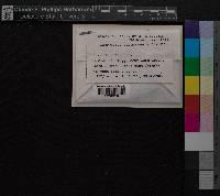 Media resource of Campylopus surinamensis