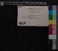 Media resource of Cryphaea filiformis
