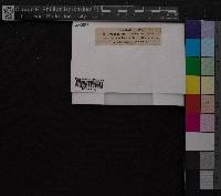 Media resource of Cynodontium gracilescens