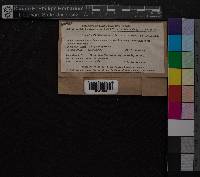 Media resource of Cynodontium tenellum