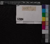 Media resource of Cynodontium virens