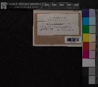 Media resource of Cyptodontopsis leveillei