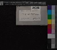 Media resource of Dicranum pallidisetum