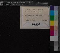 Media resource of Dicranum angustum