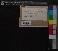 Media resource of Dicranum japonicum