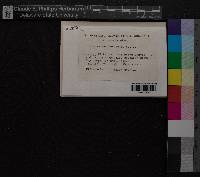 Media resource of Dicranum muehlenbeckii